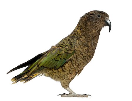 simsearch:400-07255755,k - Kea - Nestor notabilis, is a parrot Foto de stock - Super Valor sin royalties y Suscripción, Código: 400-07253342