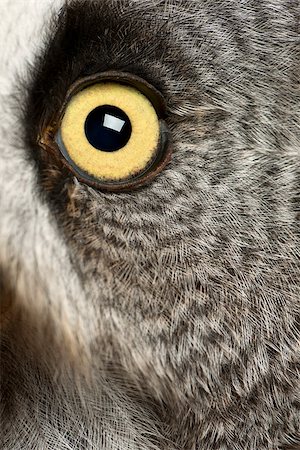 simsearch:400-07253359,k - Great Grey Owl or Lapland Owl (Strix nebulosa) is a very large owl, Foto de stock - Super Valor sin royalties y Suscripción, Código: 400-07253357