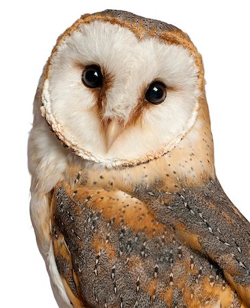 simsearch:400-07253327,k - Barn Owl (Tyto alba) Photographie de stock - Aubaine LD & Abonnement, Code: 400-07253363
