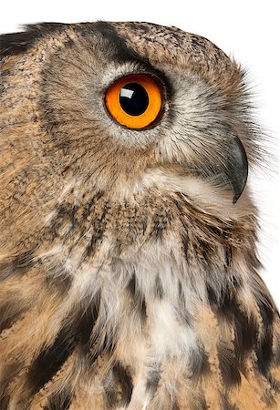 simsearch:400-07255718,k - Eurasian Eagle-Owl (Bubo bubo) is a species of eagle owl Foto de stock - Super Valor sin royalties y Suscripción, Código: 400-07253382