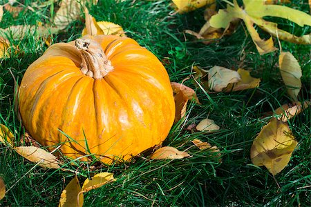 simsearch:400-07828867,k - Halloween Pumpkin on grass and autumn leaves Photographie de stock - Aubaine LD & Abonnement, Code: 400-07253411