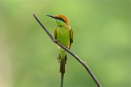 simsearch:400-07264946,k - beautiful Green Bee-eater (Merops orientalis) in Thailand Stock Photo - Budget Royalty-Free & Subscription, Code: 400-07253444
