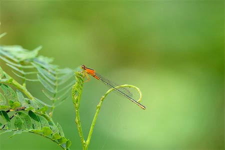 simsearch:400-08404620,k - beautiful female Ischnura senegalensis demselfly  in Thai forest Stock Photo - Budget Royalty-Free & Subscription, Code: 400-07253448