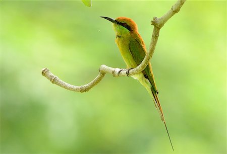 simsearch:400-05886501,k - beautiful Green Bee-eater (Merops orientalis) in Thailand Stock Photo - Budget Royalty-Free & Subscription, Code: 400-07253441