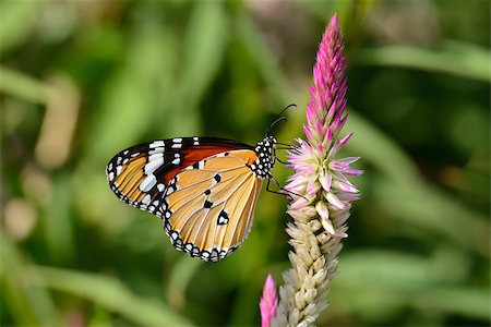 simsearch:400-04587179,k - beautiful Plain Tiger butterfly (Danaus chrysippus) at flower garden Foto de stock - Super Valor sin royalties y Suscripción, Código: 400-07253456