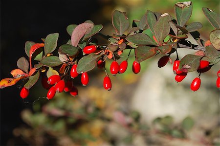 A branch of the ripe berries of barberry Stock Photo - Budget Royalty-Free & Subscription, Code: 400-07253916