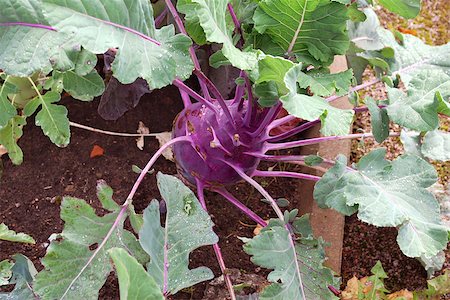 Ripe beet in the garden in the fall. Harvest time Stock Photo - Budget Royalty-Free & Subscription, Code: 400-07253917