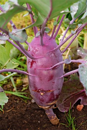 Ripe beet in the garden in the fall. Harvest time Stock Photo - Budget Royalty-Free & Subscription, Code: 400-07253919