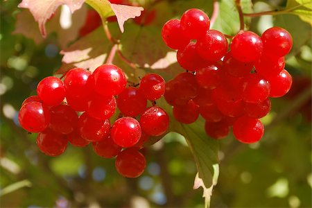 Branch of ripe red berries grows on a tree Stock Photo - Budget Royalty-Free & Subscription, Code: 400-07253920