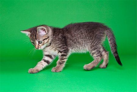 simsearch:400-07250071,k - Young Tabby Cat Isolated on Green Background Foto de stock - Super Valor sin royalties y Suscripción, Código: 400-07264134