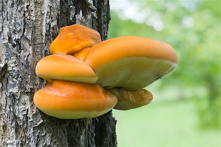 simsearch:400-07244181,k - Young Polyporus sulphureus (Shelf fungus) at the Tree Foto de stock - Super Valor sin royalties y Suscripción, Código: 400-07264132