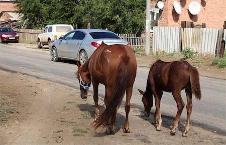 simsearch:694-03333040,k - the horses on a rural street Stock Photo - Budget Royalty-Free & Subscription, Code: 400-07264268