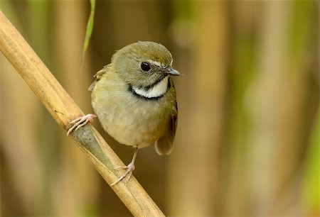 simsearch:400-07264946,k - beatiful White-gorgetted Flycatcher (Ficedula monileger) possing on the branch Stock Photo - Budget Royalty-Free & Subscription, Code: 400-07264305