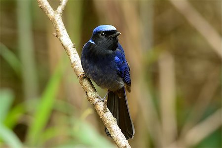 simsearch:400-05284668,k - beautiful male Large Niltava (Niltava grandis) in Thai forest Photographie de stock - Aubaine LD & Abonnement, Code: 400-07264306