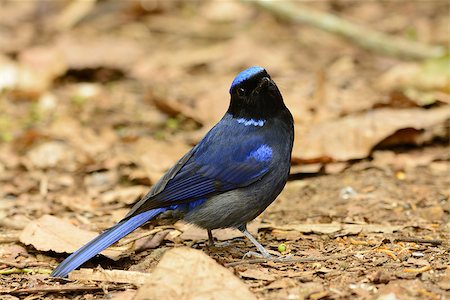 simsearch:400-05284668,k - beautiful male Large Niltava (Niltava grandis) in Thai forest Photographie de stock - Aubaine LD & Abonnement, Code: 400-07264309