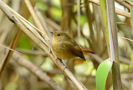 simsearch:400-07264946,k - beatiful female Slaty-blue Flycatcher (Ficedula hodgsonii) possing on the branch Stock Photo - Budget Royalty-Free & Subscription, Code: 400-07264314