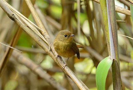 simsearch:400-07264946,k - beatiful female Slaty-blue Flycatcher (Ficedula hodgsonii) possing on the branch Stock Photo - Budget Royalty-Free & Subscription, Code: 400-07264315