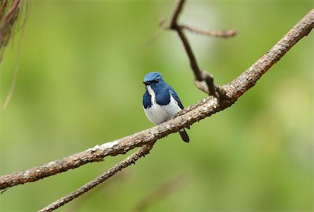 simsearch:400-07264946,k - beatiful male Ultramarine Flycatcher (Ficedula superciliaris) possing on the branch Stock Photo - Budget Royalty-Free & Subscription, Code: 400-07264324