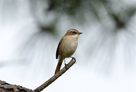 simsearch:400-03987330,k - beautiful female Grey Bushchat (Saxicola ferreaus) standing on branch Stockbilder - Microstock & Abonnement, Bildnummer: 400-07264322