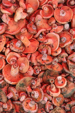 simsearch:400-05115029,k - mushrooms at bazaar Stockbilder - Microstock & Abonnement, Bildnummer: 400-07264577
