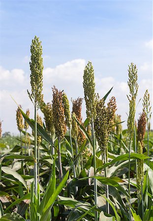 simsearch:400-06760836,k - Sorghum or Millet field with blue sky background Photographie de stock - Aubaine LD & Abonnement, Code: 400-07264736