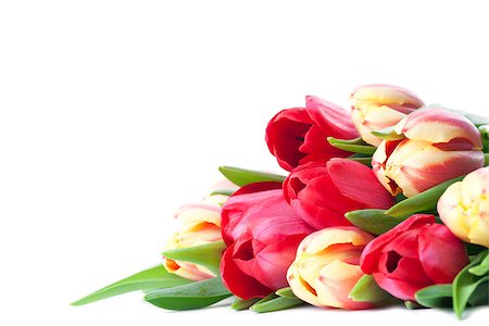 simsearch:6102-03750354,k - Red and yellow tulips isolated on white background Photographie de stock - Aubaine LD & Abonnement, Code: 400-07264751