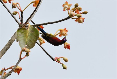 simsearch:400-06367685,k - beautiful male Mrs.Gould's Sunbird (Aethopyga gouldiae) in Thai forest Foto de stock - Super Valor sin royalties y Suscripción, Código: 400-07264944