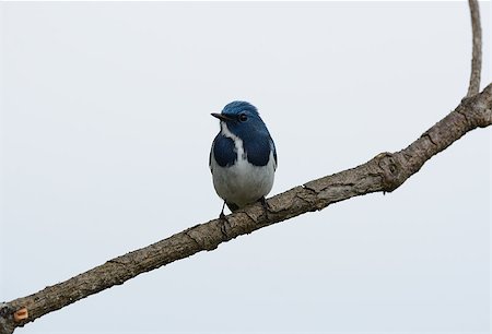 simsearch:400-07264946,k - beatiful male Ultramarine Flycatcher (Ficedula superciliaris) possing on the branch Stock Photo - Budget Royalty-Free & Subscription, Code: 400-07264946