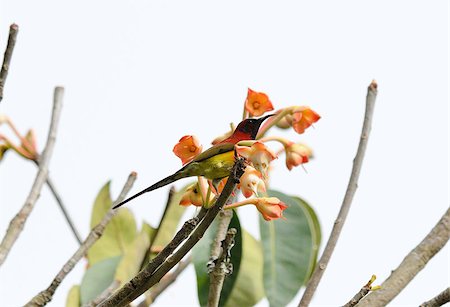 simsearch:400-08222266,k - beautiful male Mrs.Gould's Sunbird (Aethopyga gouldiae) in Thai forest Photographie de stock - Aubaine LD & Abonnement, Code: 400-07264943
