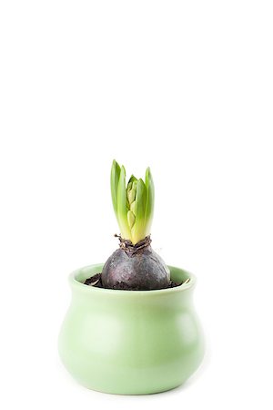 Pink hyacinth in a bud stage of growth Foto de stock - Super Valor sin royalties y Suscripción, Código: 400-07265084