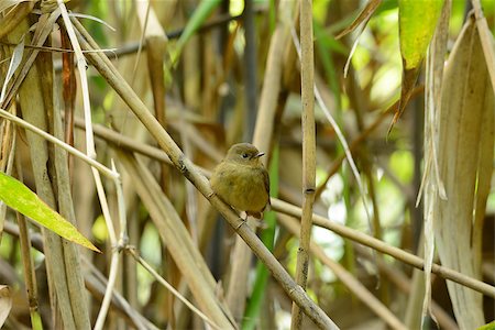 simsearch:400-07264946,k - beatiful female Slaty-blue Flycatcher (Ficedula hodgsonii) possing on the branch Stock Photo - Budget Royalty-Free & Subscription, Code: 400-07265115