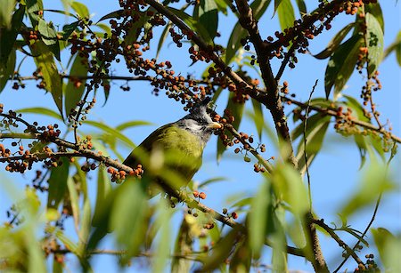 simsearch:400-06770067,k - beautiful Crested Finchbill (Spizixos canifrons) feeding on fruiting tree Foto de stock - Super Valor sin royalties y Suscripción, Código: 400-07265119