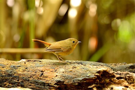 simsearch:400-07264946,k - beatiful female Slaty-blue Flycatcher (Ficedula hodgsonii) possing on the branch Stock Photo - Budget Royalty-Free & Subscription, Code: 400-07265113