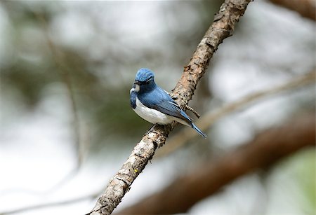 simsearch:400-07264946,k - beatiful male Ultramarine Flycatcher (Ficedula superciliaris) possing on the branch Stock Photo - Budget Royalty-Free & Subscription, Code: 400-07265124