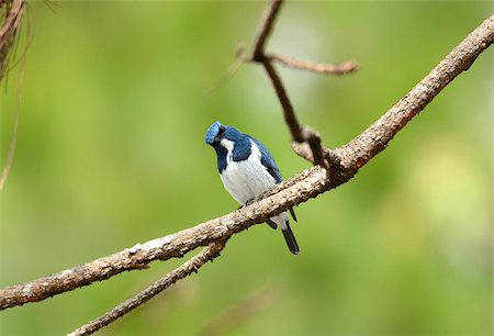 simsearch:400-07264946,k - beatiful male Ultramarine Flycatcher (Ficedula superciliaris) possing on the branch Stock Photo - Budget Royalty-Free & Subscription, Code: 400-07265125