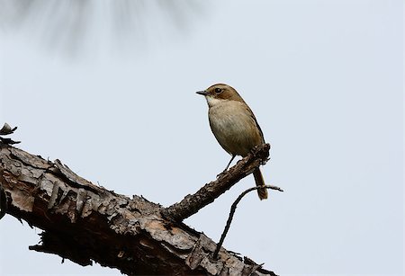 simsearch:400-03987330,k - beautiful female Grey Bushchat (Saxicola ferreaus) standing on branch Stockbilder - Microstock & Abonnement, Bildnummer: 400-07265123