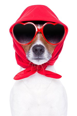 simsearch:400-07576471,k - diva dog with red sunglasses cool looking Stockbilder - Microstock & Abonnement, Bildnummer: 400-07265844