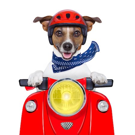 funny bikers pictures - motorcycle dog driving a motorbike with helmet at  high speed Stock Photo - Budget Royalty-Free & Subscription, Code: 400-07265845