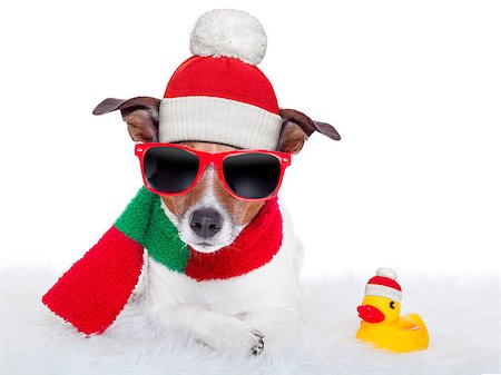 funny jack russell christmas pictures - christmas dog resting on a white carpet and a rubber duck Stock Photo - Budget Royalty-Free & Subscription, Code: 400-07265848