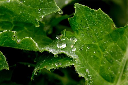 Close-up of a leaf and water drops on it background Stock Photo - Budget Royalty-Free & Subscription, Code: 400-07265840