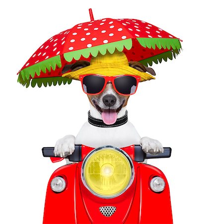 simsearch:400-08694289,k - motorcycle dog summer dog driving a motorbike with umbrella Stock Photo - Budget Royalty-Free & Subscription, Code: 400-07265855