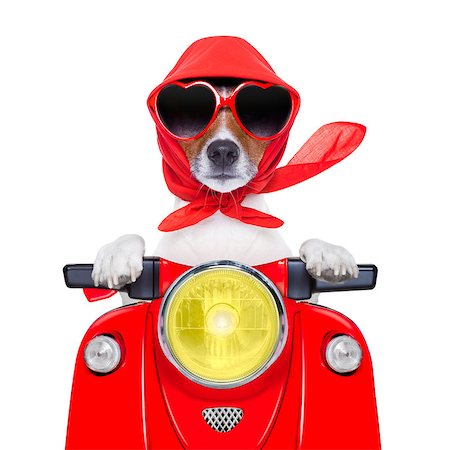 motorcycle dog summer dog driving a motorbike with sunglasses Stock Photo - Budget Royalty-Free & Subscription, Code: 400-07265850