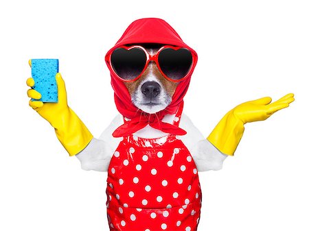 housewife dog with rubber gloves and a blue sponge Foto de stock - Super Valor sin royalties y Suscripción, Código: 400-07265852