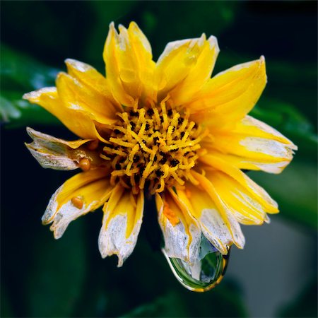 yellow flower with water drops Stock Photo - Budget Royalty-Free & Subscription, Code: 400-07265884