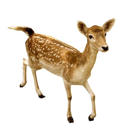 female sika deer isolated on white background Stockbilder - Microstock & Abonnement, Bildnummer: 400-07265885