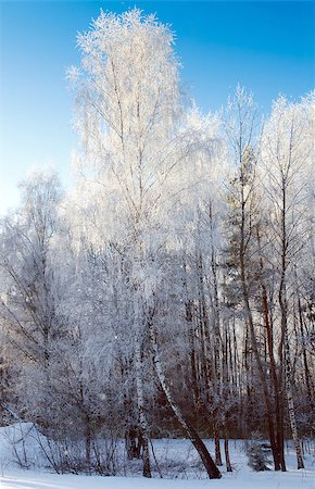 frosty walk countryside - Trees in the snow Stock Photo - Budget Royalty-Free & Subscription, Code: 400-07260143