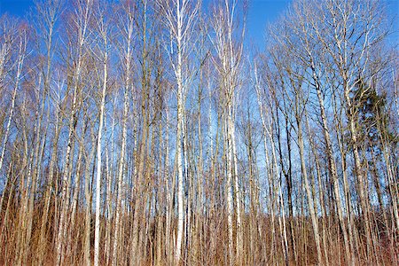 simsearch:400-07107314,k - Trunks of birch trees and blue sky in Autumn Fotografie stock - Microstock e Abbonamento, Codice: 400-07260153