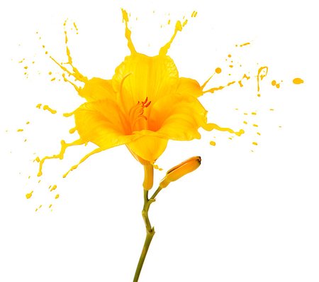 bright flower with yellow splashes on white background Fotografie stock - Microstock e Abbonamento, Codice: 400-07260245