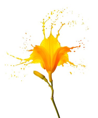 paint drop background - bright flower with yellow splashes on white background Photographie de stock - Aubaine LD & Abonnement, Code: 400-07260247