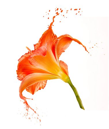 splash art - bright flower with orange splashes on white background Stock Photo - Budget Royalty-Free & Subscription, Code: 400-07260250